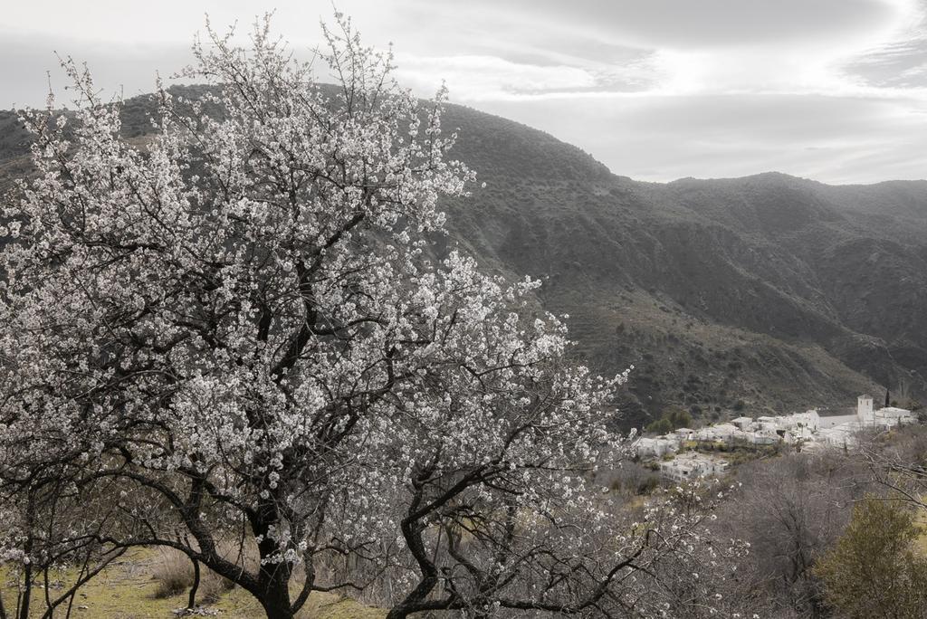 Cortijo La Vinuela Villa Atalbeitar Bagian luar foto